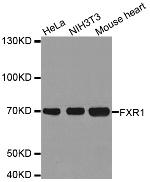 FXR1 Antibody in Western Blot (WB)