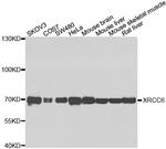 Ku70 Antibody in Western Blot (WB)