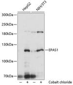 HIF-2 alpha Antibody in Western Blot (WB)