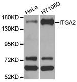 CD49b (Integrin alpha 2) Antibody in Western Blot (WB)