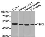 YBX1 Antibody in Western Blot (WB)