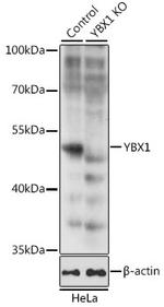 YBX1 Antibody in Western Blot (WB)