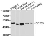 DC-SIGN Antibody in Western Blot (WB)