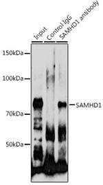 SAMHD1 Antibody in Western Blot (WB)