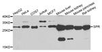 SPR Antibody in Western Blot (WB)