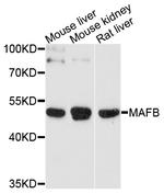 MAFB Antibody in Western Blot (WB)