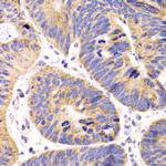 HMGCL Antibody in Immunohistochemistry (Paraffin) (IHC (P))