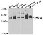 HMGCL Antibody in Western Blot (WB)