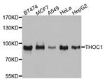 Nuclear Matrix Protein p84 Antibody in Western Blot (WB)