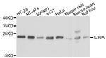 IL1F6 Antibody in Western Blot (WB)