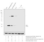 IL-29 Antibody in Western Blot (WB)