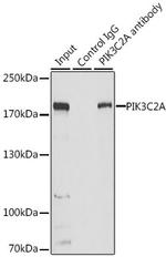 PIK3C2A Antibody in Immunoprecipitation (IP)