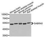 GABRA5 Antibody in Western Blot (WB)