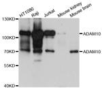 ADAM10 Antibody in Western Blot (WB)