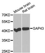 GAP43 Antibody in Western Blot (WB)