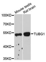 gamma Tubulin Antibody in Western Blot (WB)