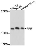 Cyclophilin F Antibody in Western Blot (WB)