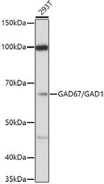 GAD67 Antibody in Western Blot (WB)