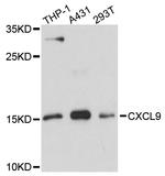 CXCL9 (MIG) Antibody in Western Blot (WB)