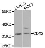 CDX2 Antibody in Western Blot (WB)