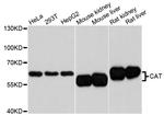 Catalase Antibody in Western Blot (WB)