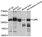 LGR5 Antibody in Western Blot (WB)