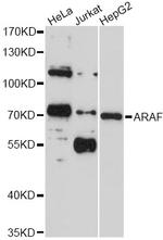 A-Raf Antibody in Western Blot (WB)