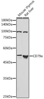 CD79a Antibody in Western Blot (WB)