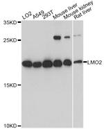 LMO2 Antibody in Western Blot (WB)