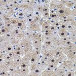 DAP5 Antibody in Immunohistochemistry (Paraffin) (IHC (P))