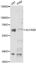 ACVR2B Antibody in Western Blot (WB)