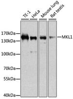 MKL1 Antibody in Western Blot (WB)