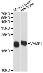 VAMP1 Antibody in Western Blot (WB)