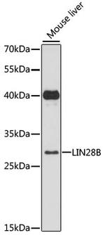 LIN28B Antibody in Western Blot (WB)