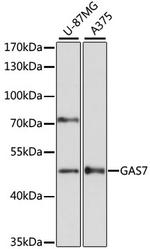 GAS7 Antibody in Western Blot (WB)