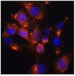 ADFP Antibody in Immunocytochemistry (ICC/IF)