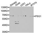 PSG1 Antibody in Western Blot (WB)