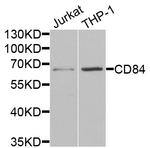 CD84 Antibody in Western Blot (WB)