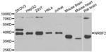 NRBF2 Antibody in Western Blot (WB)