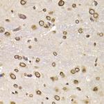 Lamin B2 Antibody in Immunohistochemistry (Paraffin) (IHC (P))