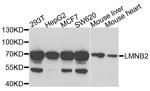 Lamin B2 Antibody in Western Blot (WB)