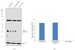 Monoacylglycerol Lipase Antibody in Western Blot (WB)