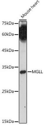 Monoacylglycerol Lipase Antibody in Western Blot (WB)