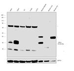 Monoacylglycerol Lipase Antibody in Western Blot (WB)