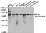 Monoacylglycerol Lipase Antibody in Western Blot (WB)