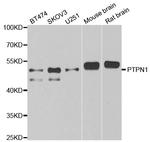 PTP1B Antibody in Western Blot (WB)