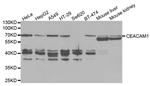 CEACAM1 Antibody in Western Blot (WB)