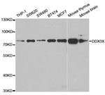 DDX3 Antibody in Western Blot (WB)