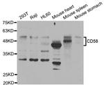 CD58 Antibody in Western Blot (WB)