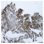 GOT1 Antibody in Immunohistochemistry (Paraffin) (IHC (P))